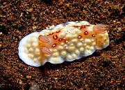 Chromodoris hintantuensis